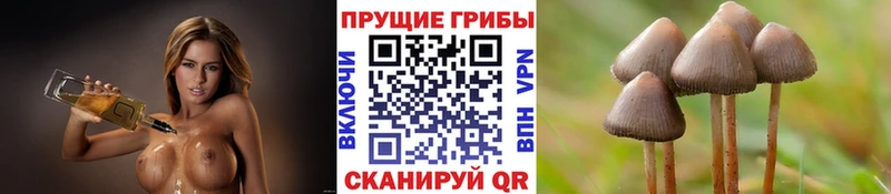 Галлюциногенные грибы Psilocybe  Бобров 